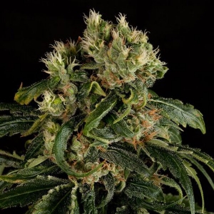 Dinafem - Santa Sativa