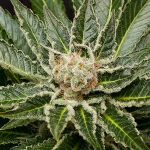 Dinafem - Shark Attack