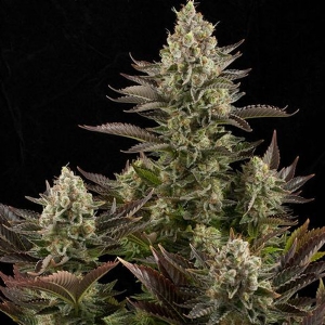 Dinafem - White Widow