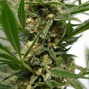 Dinafem - Sweet Deep Grapefruit