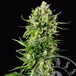 Grass o Matic - Mass Auto