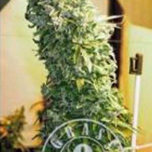 Grass o Matic - Maxi Gom Auto