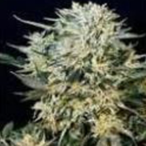 Grass o Matic - Sugar Gom Auto