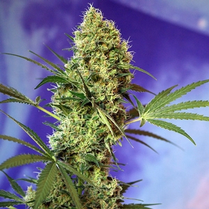 Sweet Seeds - Big Devil Auto