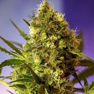 Sweet Seeds - Big Devil #2 Auto