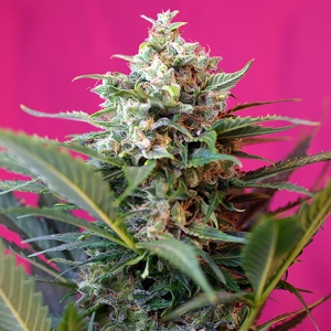 Sweet Seeds - Big Devil XL Auto