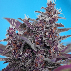 Sweet Seeds - Black Cream Auto