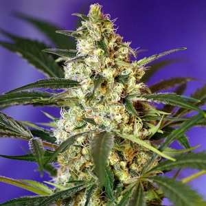 Sweet Seeds - Fast Bud Auto