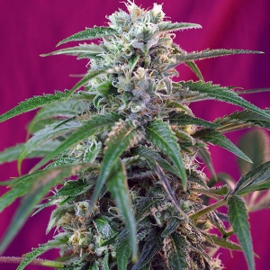 Sweet Seeds - Green Poison Auto