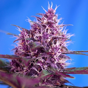 Sweet Seeds - Red Poison Auto