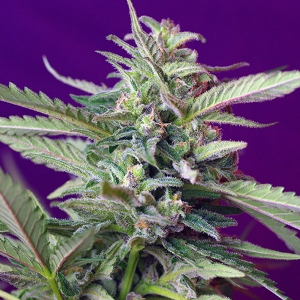 Sweet Seeds - S.A.D. Auto