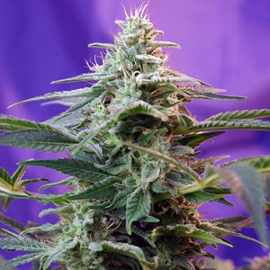 Sweet Seeds - Sweet Special Auto