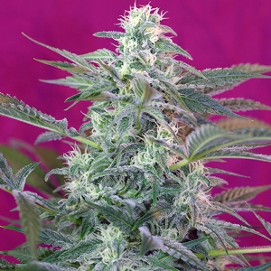 Sweet Seeds - Big Foot