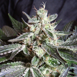Sweet Seeds - Black Jack