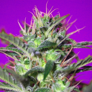 Sweet Seeds - Botafumeiros