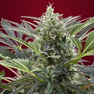 Sweet Seeds - Cream 47