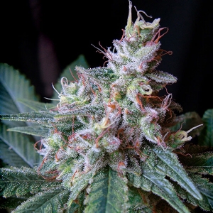 Sweet Seeds - Cream Caramel