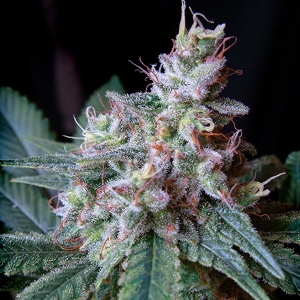 Sweet Seeds - Cream Caramel F1 Fast Version