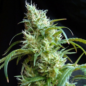 Sweet Seeds - Flash Back #2