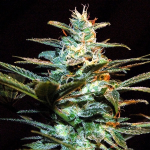 Sweet Seeds - Ice Cool