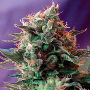 Sweet Seeds - Jack 47
