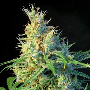 Sweet Seeds - Psicodelicia