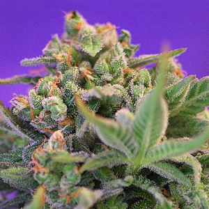 Sweet Seeds - Sweet Cheese