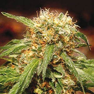 Sweet Seeds - Sweet Tai