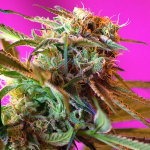 Sweet Seeds - Wild Rose