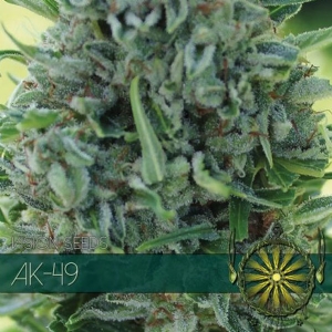 Vision Seeds - AK 49