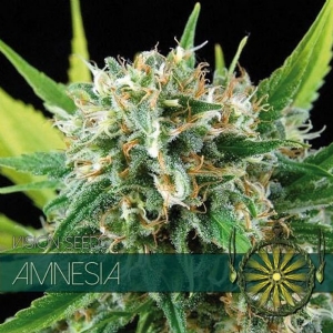 Vision Seeds - Amnesia