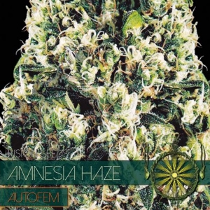 Vision Seeds - Amnesia Haze Auto