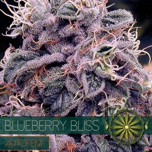 Vision Seeds - Blueberry Bliss Auto