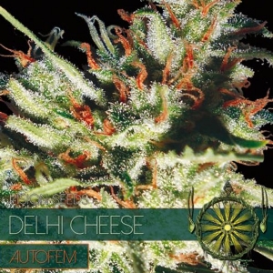 Vision Seeds - Delhi Cheese Auto