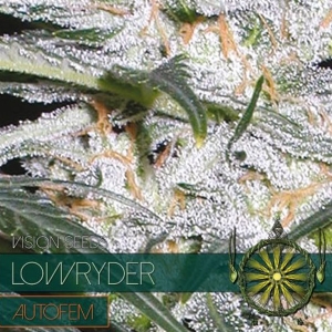Vision Seeds - Lowryder Auto
