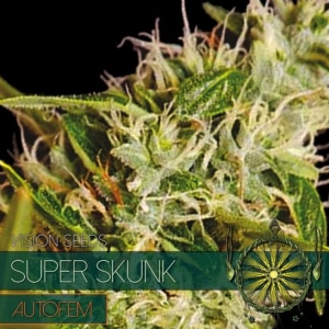 Vision Seeds - Super Skunk Auto