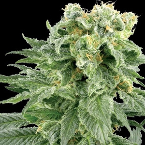 Vision Seeds - Bubble Yum