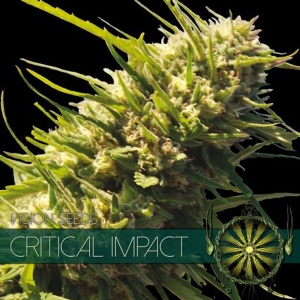 Vision Seeds - Critical Impact
