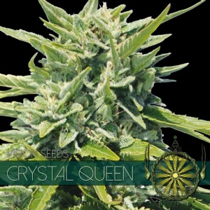 Vision Seeds - Crystal Queen