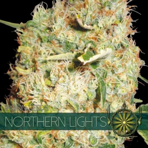 Vision Seeds - Northern Lights