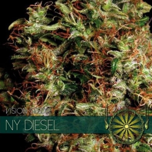 Vision Seeds - NY Diesel