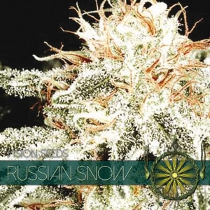 Vision Seeds - Russian Snow