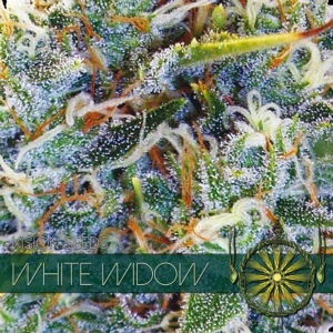 Vision Seeds - White Widow