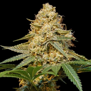 DNA Genetics - Silver La