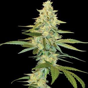 DNA Genetics - Cannalope Kush