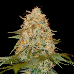 DNA Genetics - LA Chocolat