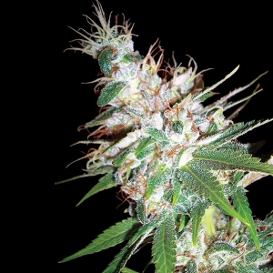 DNA Genetics - LA Woman