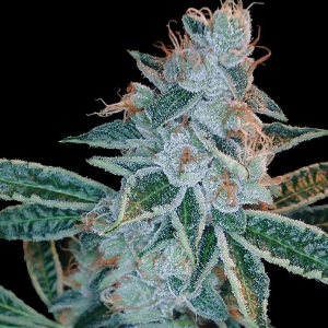 DNA Genetics - Lemon OG Kush