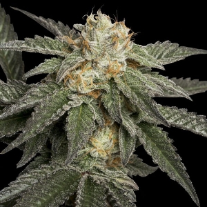 DNA Genetics - Recon