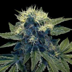 DNA Genetics - Sharksbreath